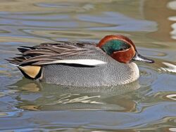 Eurasian Teal male RWD.jpg