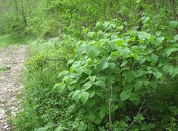 Viburnum molle.jpg
