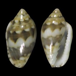 Marginella melvilli 001.jpg