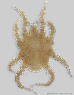 13-Hattena cometis male dors Australia ex Castanospermum.jpg