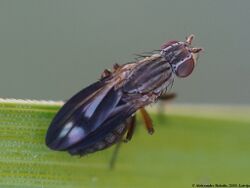 Trixoscelis marginella 01.JPG