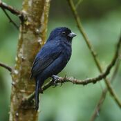 Amaurospiza moesta - Blackish-blue seedeater (male).JPG