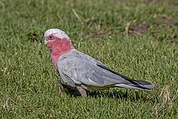 Galah (Eolophus roseicapilla albiceps) male Adelaide.jpg