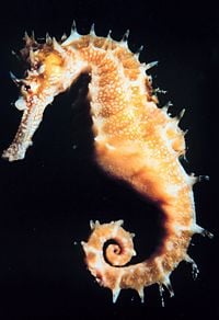 Hippocampus sp.