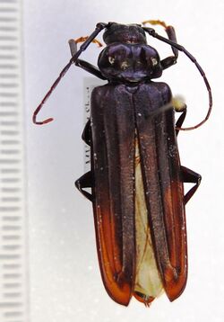 Chorenta reticulata (Dalman, 1817) (5410156467).jpg