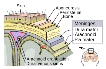 Meninges-en.svg