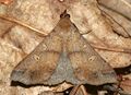 Renia discoloralis