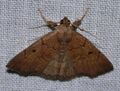 Zanclognatha protumnusalis