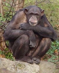 Chimpanzee.jpg