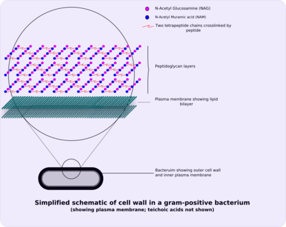 Structure of gram-positive cell wall