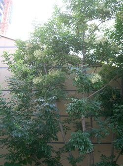 Fraxinus griffithii2.jpg