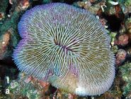 Fungia fungites, Layang-Layang.jpg