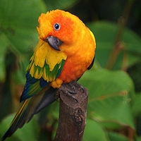 Sun conure.jpg