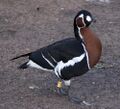 Branta ruficollis 2.jpg