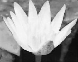 Lotus free opening.jpg