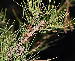Allocasuarina mackliniana female.jpg