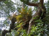 Epiphytic ferns in India