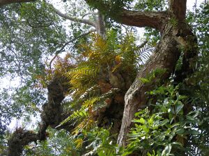 Epiphytic ferns in India