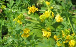 Medicago falcata bgiu.jpg