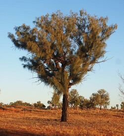 Allocasuarina decaisneana tree.jpg