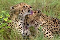 Two cheetahs licking each other