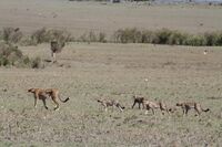 A mother cheetah using her tail to signal her cubs to follow her