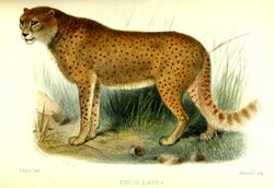 Illustration of the woolly cheetah (Felis lanea) published in the Proceedings of the Zoological Society of London in 1877