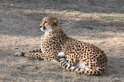 A captive cheetah resting on the ground