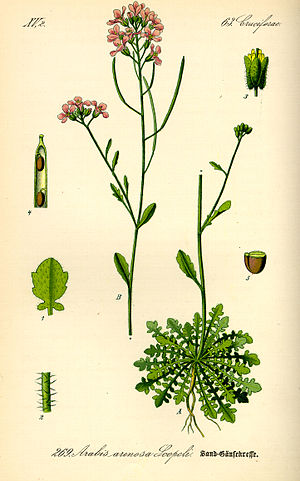 Illustration Cardaminopsis arenosa0.jpg