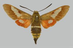 Hemaris ducalis ducalis BMNHE274261 female up.jpg