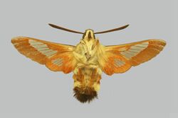 Hemaris ducalis ducalis BMNHE274262 male un.jpg