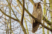 Long-eared owl1.jpg