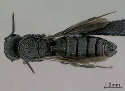 Nixonia mcgregori (dorsal view).jpg