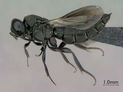 Nixonia mcgregori (lateral view).jpg