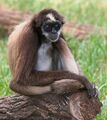 Brown spider monkey, a critically endangered mammal