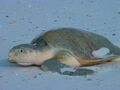 Kemp's ridley sea turtle, a critically endangered reptile