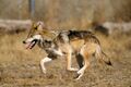 The Mexican wolf, the most endangered subspecies of the North American grey wolf. Approximately 143 are living in the wild.
