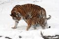 The Siberian tiger is an Endangered (EN) tiger subspecies. Three tiger subspecies are already extinct (see List of carnivorans by population).[13]