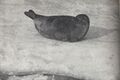 Pusa hispida saimensis, also known as Saimaa ringed seal, from 1956. Living only in Lake Saimaa, Finland, Saimaa ringed seals are among the most endangered seals in the world, having a total population of only about 400 individuals.[14]