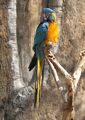 Blue-throated macaw, a critically endangered bird