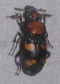 American burying beetle, an endangered species of insect