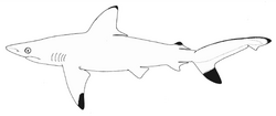 Carcharhinus hemiodon nmfs 2.png