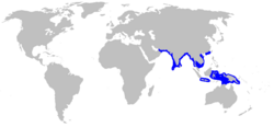 Carcharhinus hemiodon rangemap.png