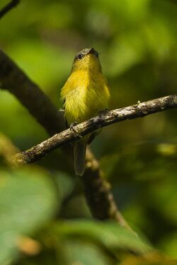 Handsome Flycatcher - Colombia S4E3093 (16687220829).jpg