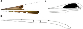Jaws of Alanqa saharica compared to other azhdarchids.png