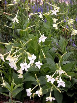 Nicotiana alata1By Carl E Lewis.jpg