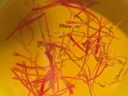 Shades of saffron.jpg