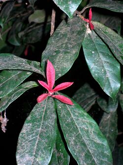 Niemeyera whitei new growth.jpg