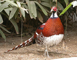 Elliot's Pheasant