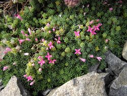Asperula nitida 2.JPG